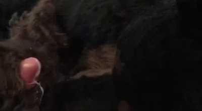 Dobermann paws his prey