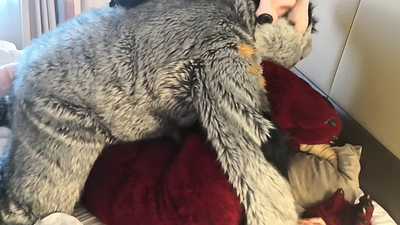 Rizzo X Saphiros [2/2]