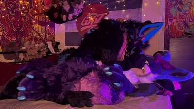 Coyote breeds big yeen nice and deep