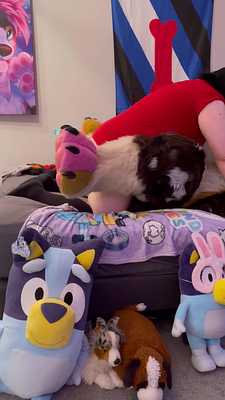 Big puppy Kamira takes wearable knot 🥵🐶