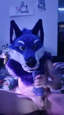 Apollo plays with his toy again😈