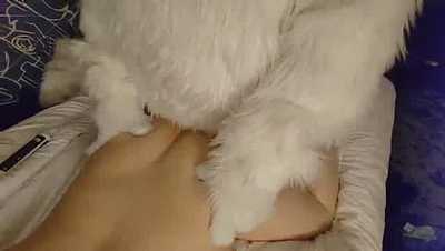 Frizky Husky moaning loudly for Turismo Cougar's puppies.