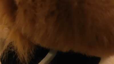 Red Panda Plush gets it Real Bad