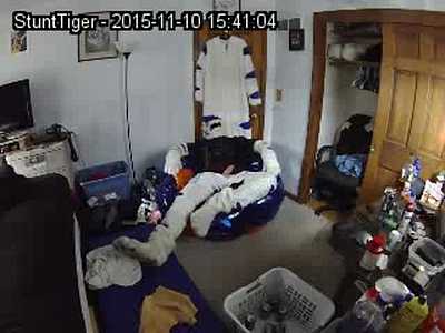 StuntTiger pawing off on a giga ball