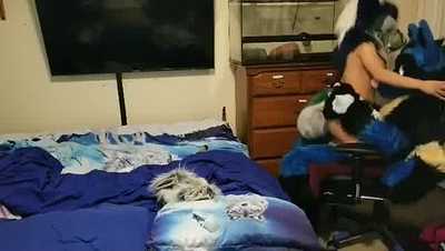 This fox can’t get enough breeding