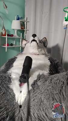 Husky getting milked and Overstimmed (CAUTION! Loud in the end)