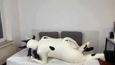 Fox getting milked by Mrs Cow