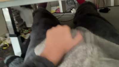 Horny raccoon paws off and cums hard.