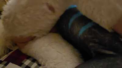 Cizkaro breeds Kaiden