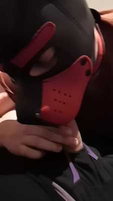 Puppy blowjob