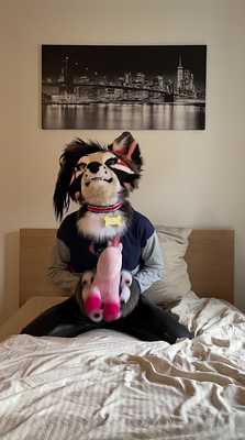 Shiny wolfie has fun with his unicorn