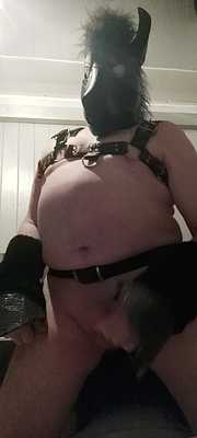 Stallion masturbates to ejaculation