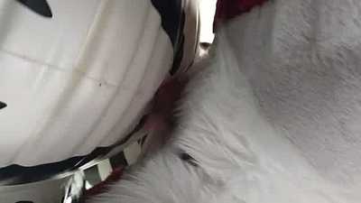 Drake humps an inflatable zebra