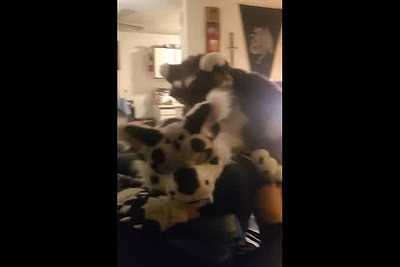 A bear a lynx and a strap on oh my!!!