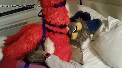 Wolf gets a Foxy Face Fuck