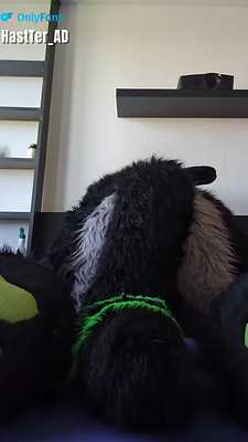 Wolf is in a playful mood