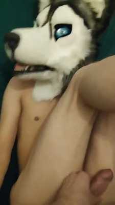 A cute husky getting fucked in the butt