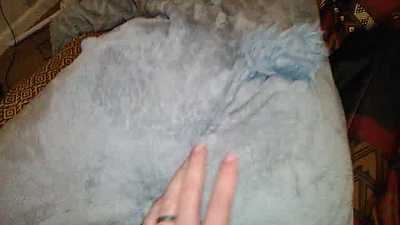 Deerbutt toys with Sillyllama