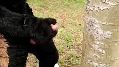 Huskies In The Woods