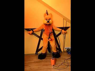 Orange Wolf bound and milked