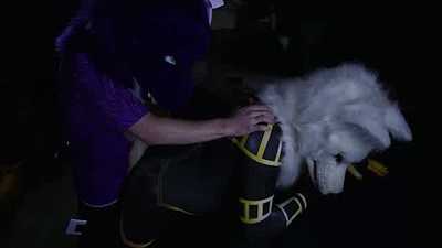 Sparks Breeds His Wolf on His Car