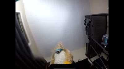 Fursuit  piss on a manokit video 2