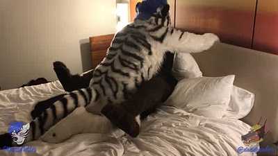 Daddy Dober x Nekari @ FWA 2018