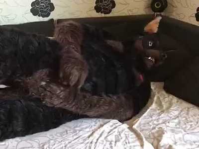 Alpha Dobermann shoots his load