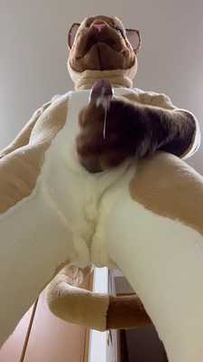 cat masturbation