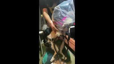 Bound, Bagged, and Milked.