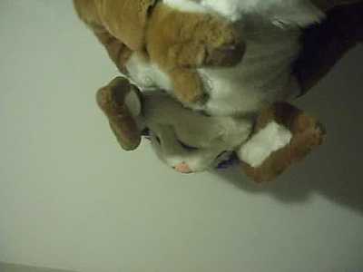 Ripner Paws on Glass