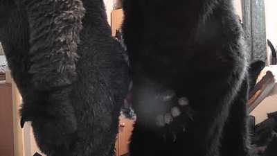 Werewolf yiff