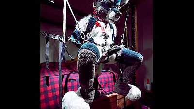 Milked in Suspension