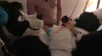 Ember caught in the milking machine