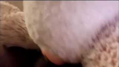 Bunny plushie bouncing