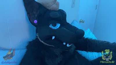 Daddy Dober x Voresache