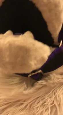 part 2 of nightshade and kojin panda