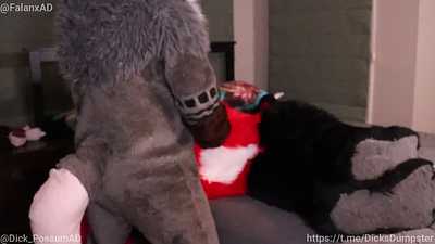 Daddy Possum breeds a fox~ 