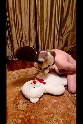 @RabRab_AD hump a teddy bear