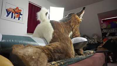 The Jackalope and the Dolphin