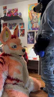 This big bad Wolf Skyway marking his teritory on Muzofox