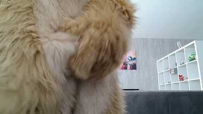 Bear bulge