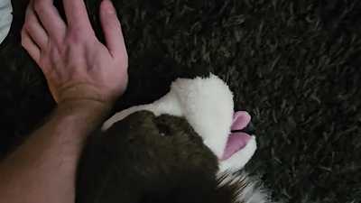 Stuffed bitch with canine pussy insert gets a pounding.