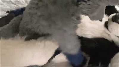 Eclipse getting bred by mated wolves
