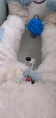 Blue Dog Peeing