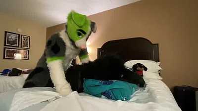 Shadow takes pup Trigger