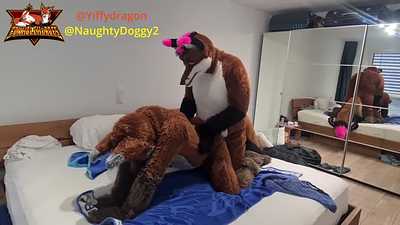 Two Foxes share another fox