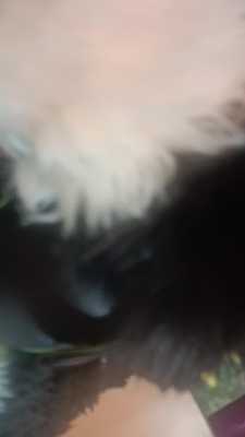 Baxter Blowes 2 (SRY FOR BAD CAMERA)