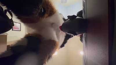 Big Gnoll Serviced by Subby Pup