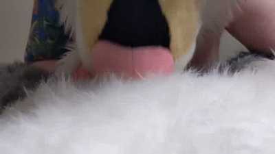 Sucking A Subby Wolf Dick